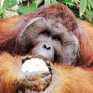 Orangutan conservation in Sarawak