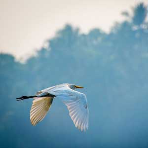 Bird watching holidays in India