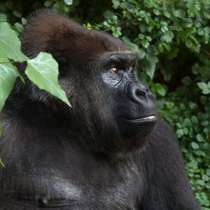 Gorilla safari travel guide