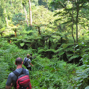 Best time to go gorilla trekking