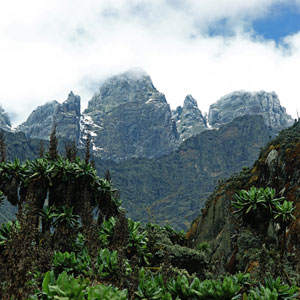 Where to see gorillas