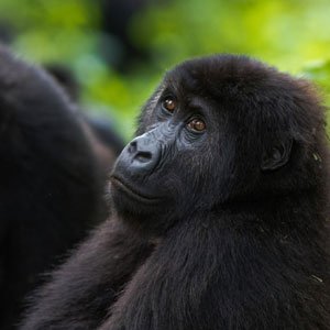 Congo lowland gorilla safaris