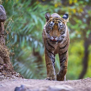 Ranthambore National Park travel guide