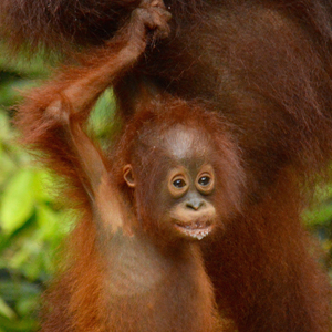 Orangutan volunteering in Borneo