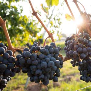 Wine tasting travel guide