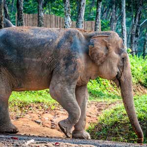Volunteering in Thailand travel guide