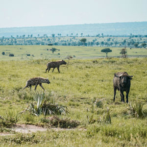 Things to see & do in Murchison Falls NP