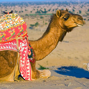 Thar Desert in Rajasthan