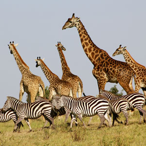 Things to see & do in the Masai Mara, Kenya