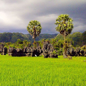 Maros Pangkep Karst Forest, Sulawesi