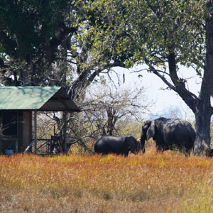 Safari travel guide