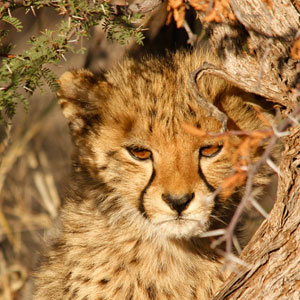 Safari tips and advice