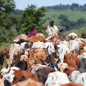 Responsible safaris