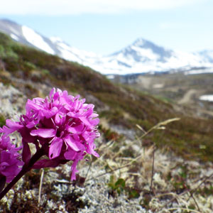 Best time to visit the Arctic