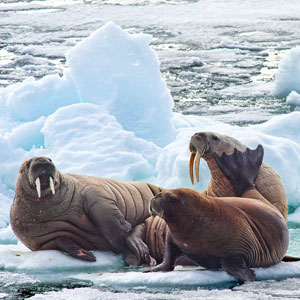 Wildlife in the Arctic