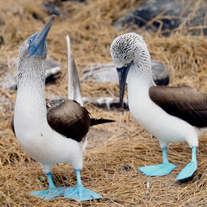 Things to see & do in the Galapagos Islands