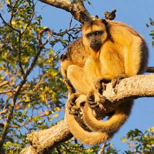 Wildlife in South America