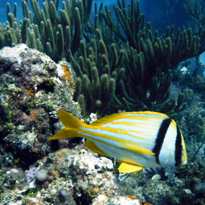 Scuba diving holidays in Cuba