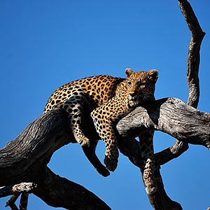 Cape Town to Victoria Falls wildlife