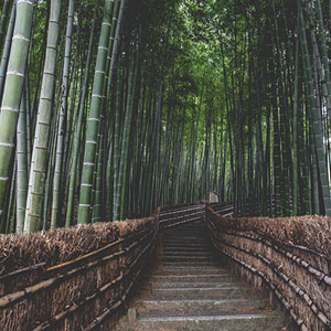 Japan on a budget guide