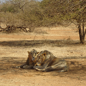 Best time to see wildlife in India