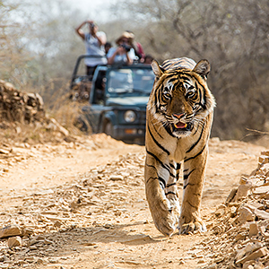 Tiger safaris in India