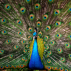 Lesser known wildlife India