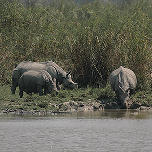 Kaziranga National Park in India