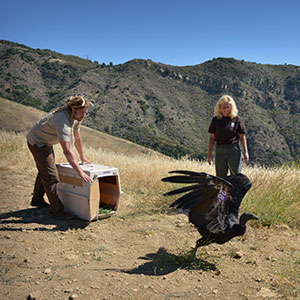 Wildlife conservation volunteering