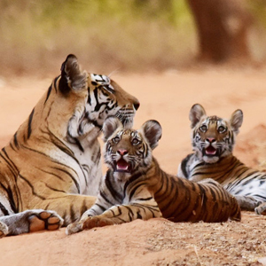 Best time to visit Bandhavgarh