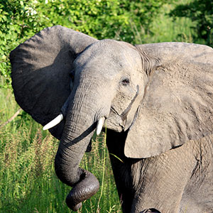 What wildlife is in Zambia?