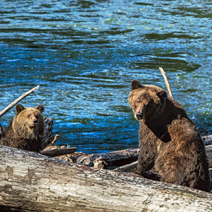 Wildlife in Canada travel guide