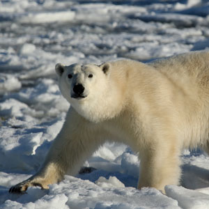 Best time to see wildlife in Canada