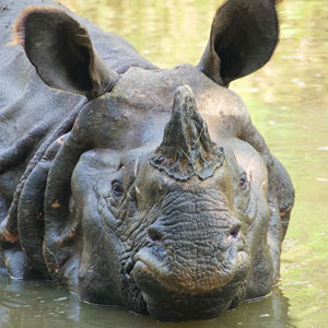 Chitwan National Park travel guide