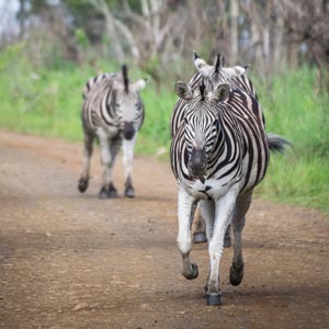 Wildlife in KwaZulu-Natal