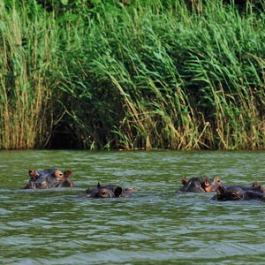 Things to see & do in iSimangaliso Wetland Park
