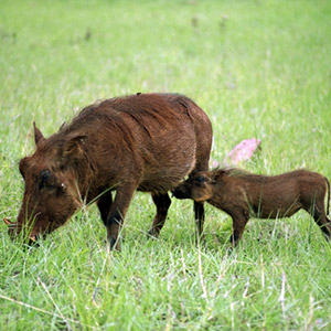 Safaris in KwaZulu-Natal 