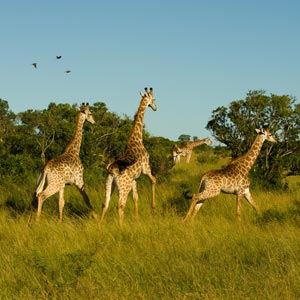 Things to see & do in Hluhluwe-Imfolozi Park