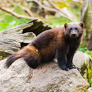 Wildlife in Sweden