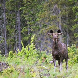 Finland self drive holidays