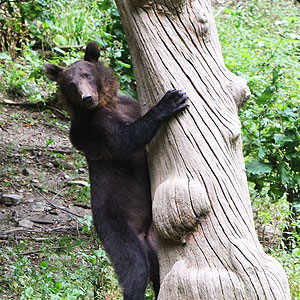 Romania wildlife travel advice