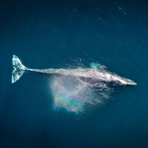 Where to go whale watching
