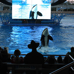 Keeping whales in captivity is wrong