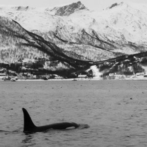 Orcas (killer whales) in Norway