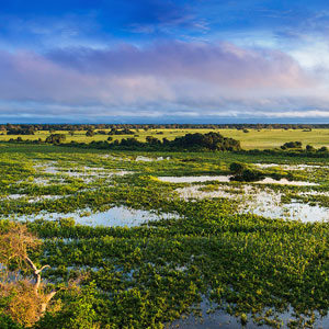 Best time to see wildlife in Brazil