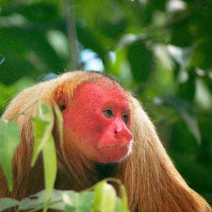 Wildlife in the Amazon