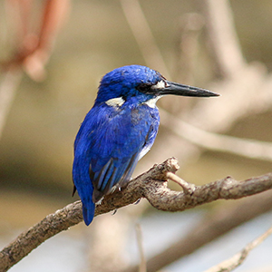 Northern Territory wildlife