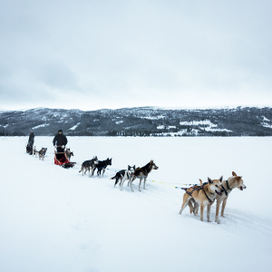 Dog sledding holidays in Norway