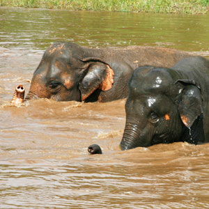 Volunteering with elephants