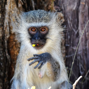 Where to go on a wildlife conservation holiday